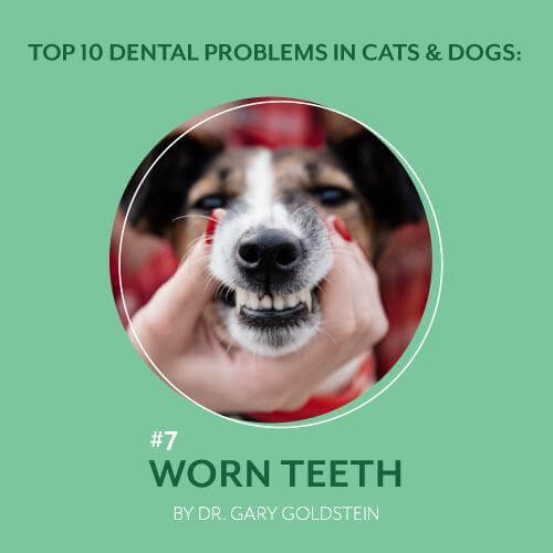 Top 10 Dental Problems in Cats & Dogs: #7 Worn Teeth, By Dr. Gary Goldstein