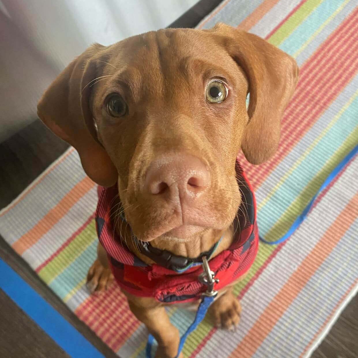 Pet Microchip - Woodland Animal Hospital